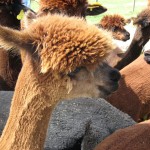 AlpacaFarmVisit600x8